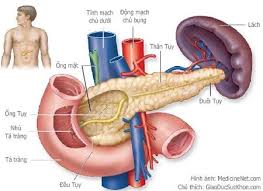 Những yếu tố nào dẫn đến bệnh đái tháo đường?